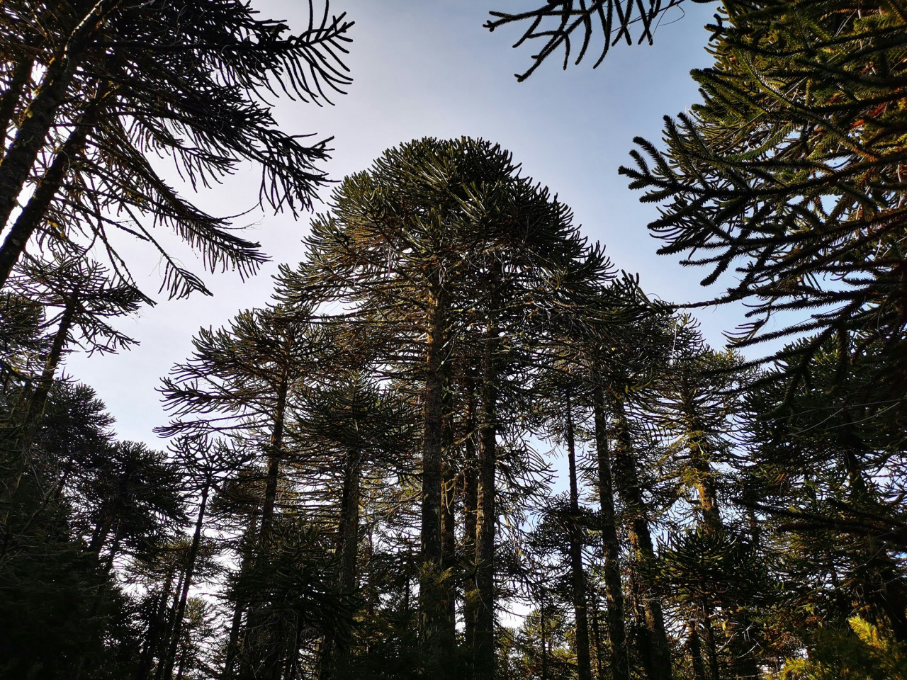 Araucaria araucana. Foto Unsplash.