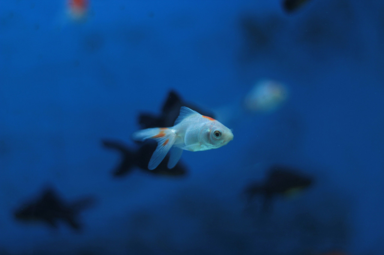 Peces. Foto Unsplash.