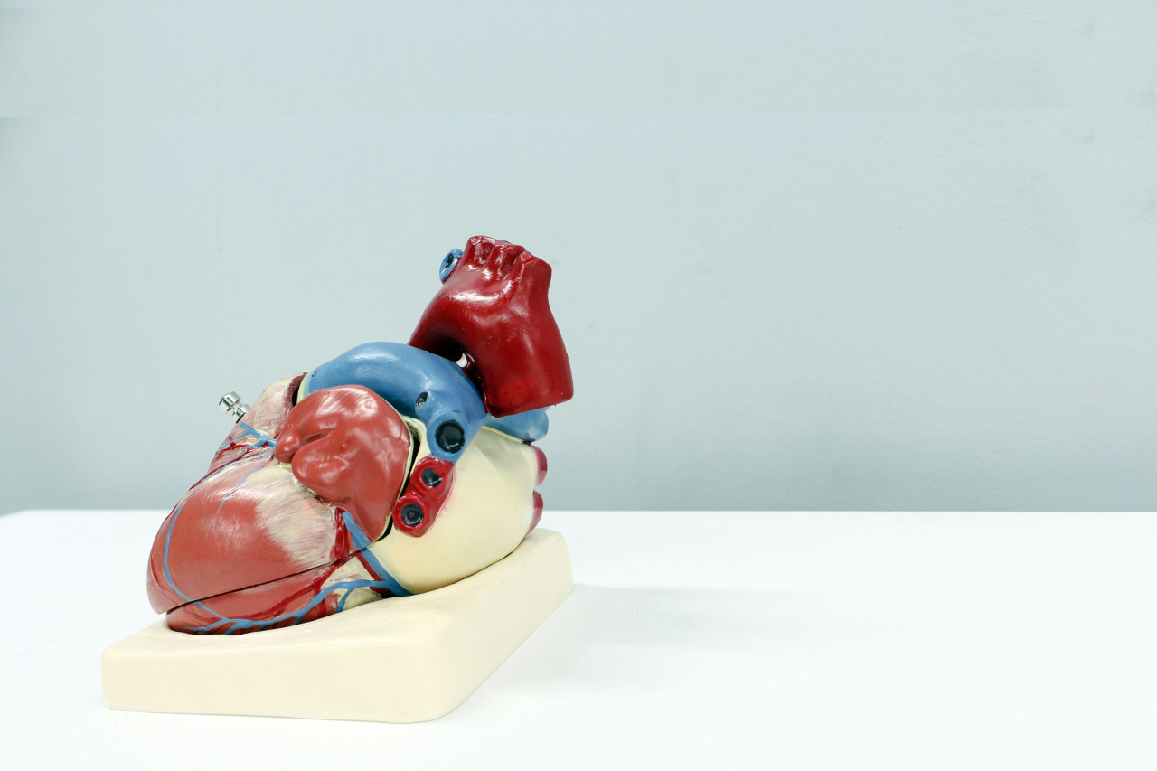 Corazón, salud. Foto: Unsplash