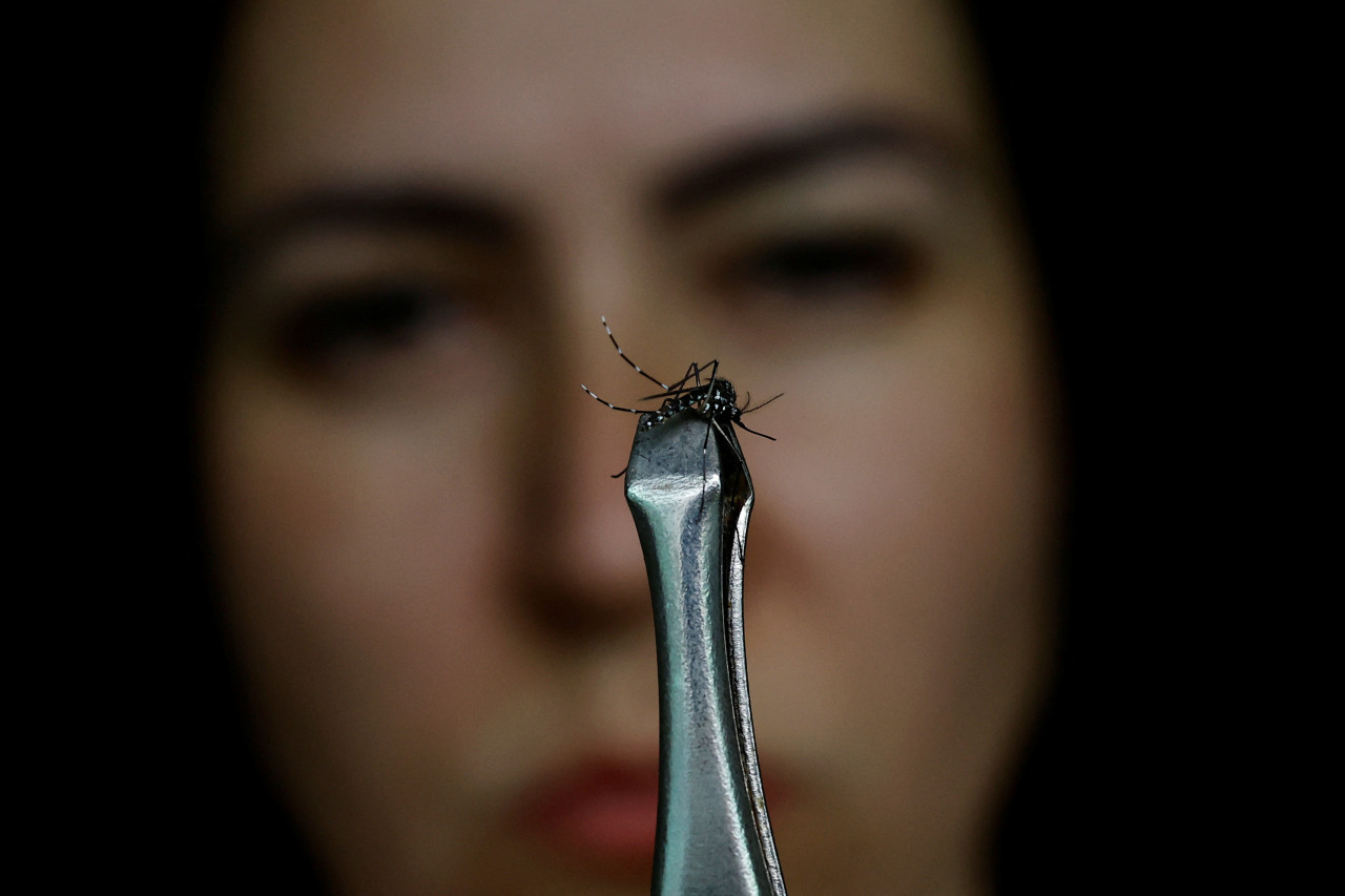 Aedes aegypti, mosquito transmisor del dengue. Foto: REUTERS.