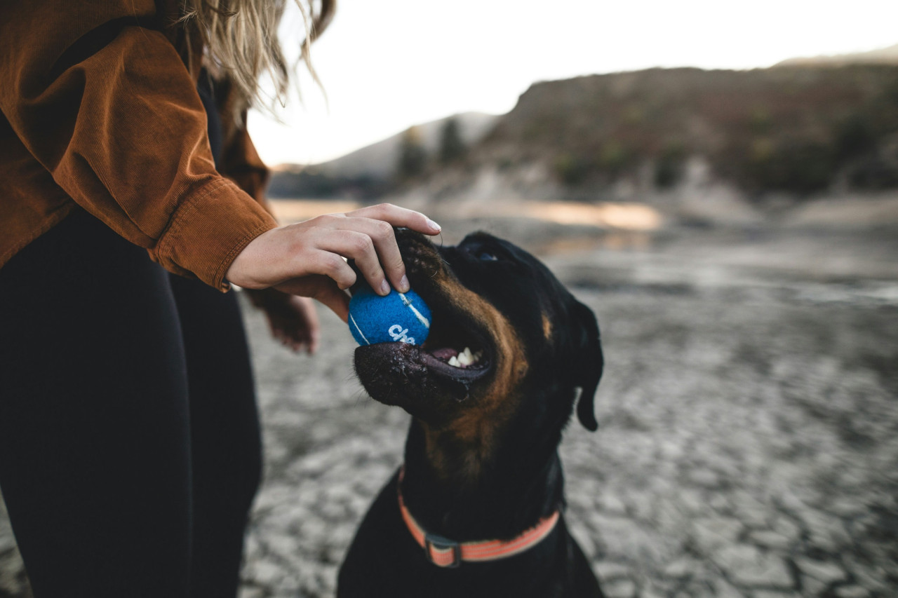 Perros, animales, mascotas. Foto: Unsplash