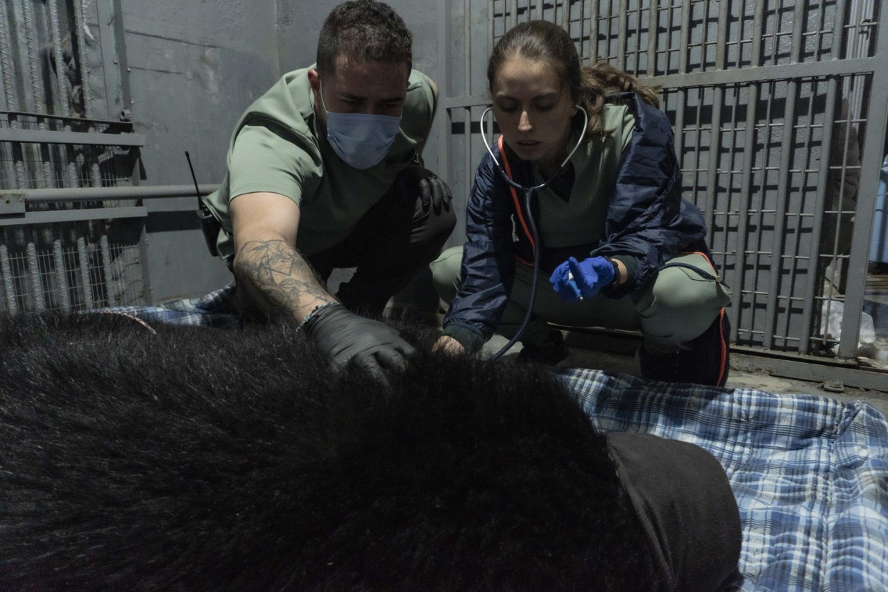 Tupak, el oso andino de Ecuador que espera un helicóptero. Foto EFE.