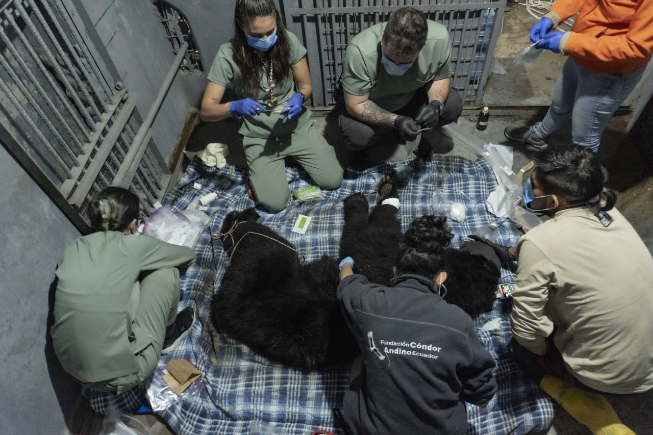 Tupak, el oso andino de Ecuador que espera un helicóptero. Foto EFE.