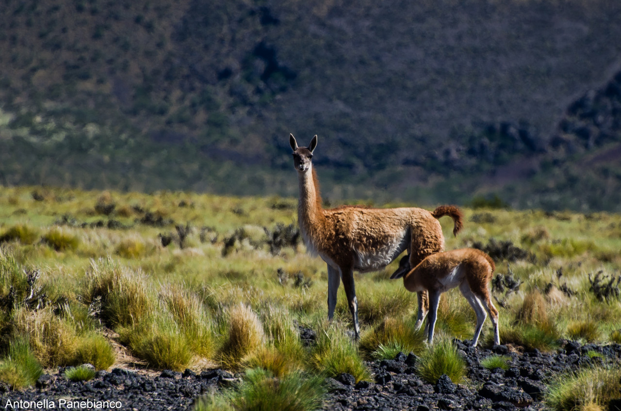 Especies migratorias argentinas. Foto: Télam