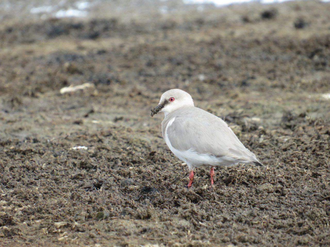 Especies migratorias argentinas. Foto: Télam