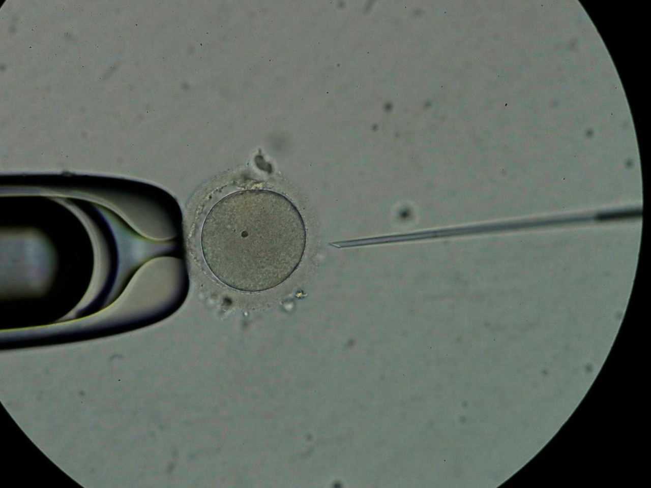 Embriones. Foto: EFE