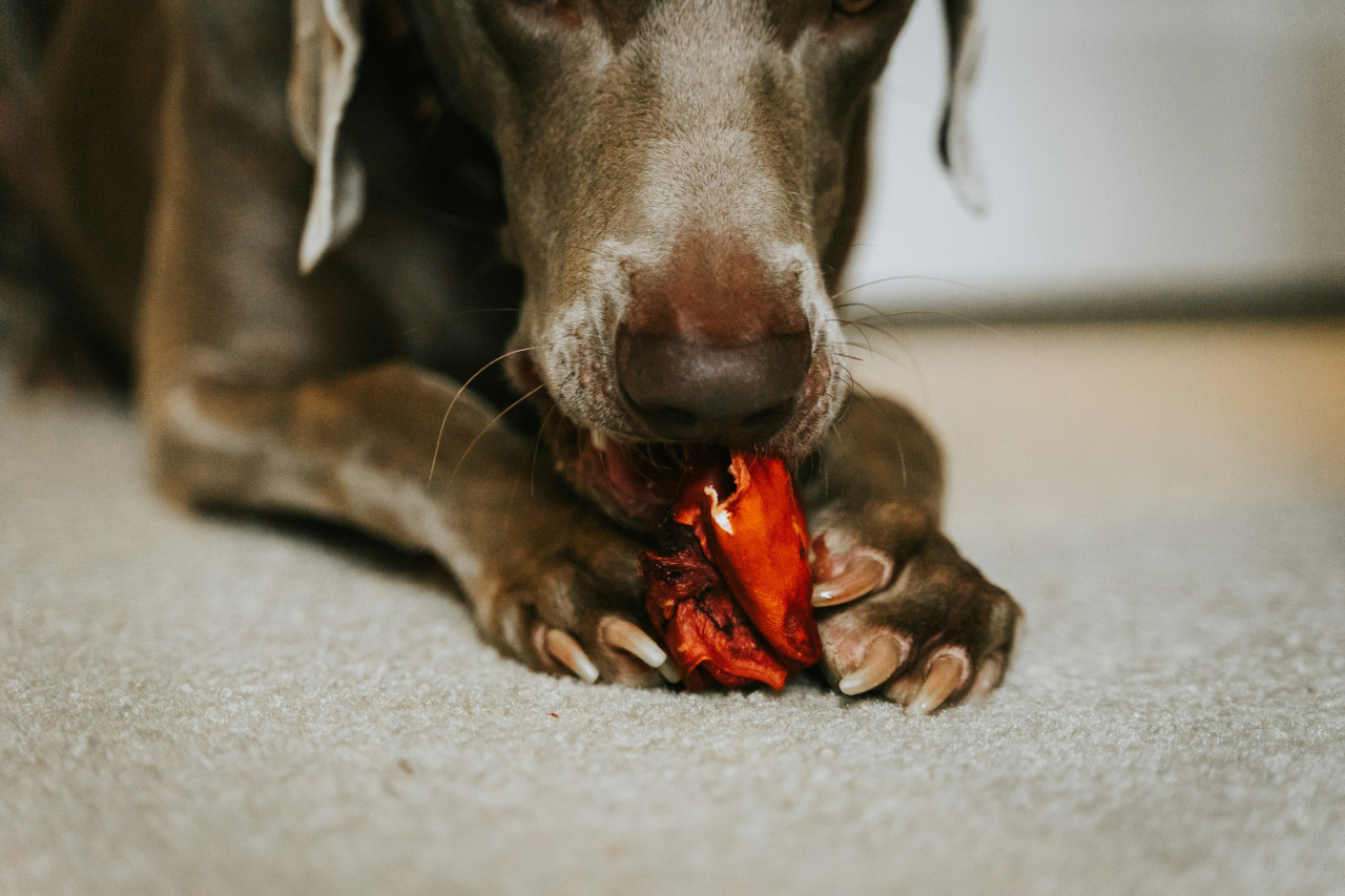 Perros, comida, alimentación. Foto: Unsplash