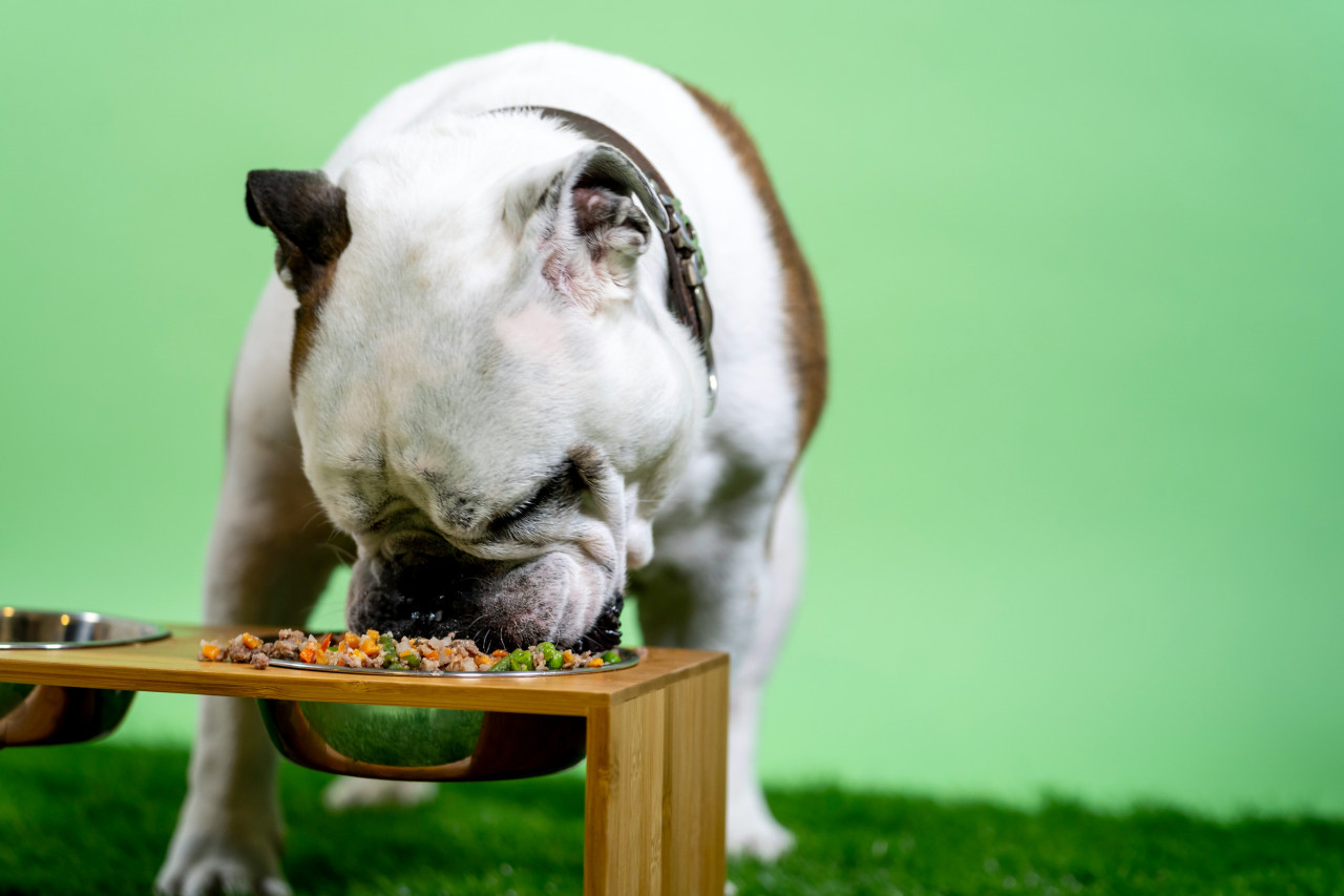 Perros, comida, alimentación. Foto: Unsplash