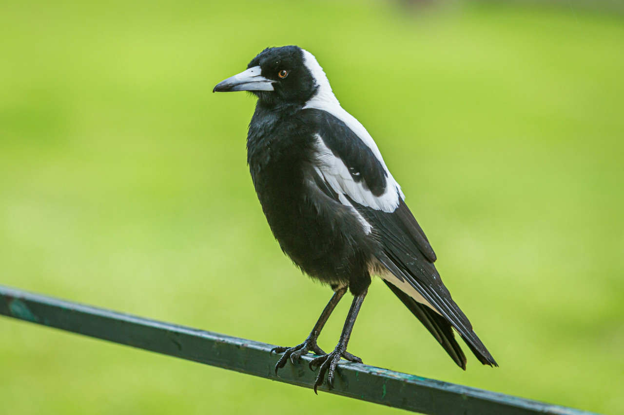 Urraca común. Foto: Unsplash.