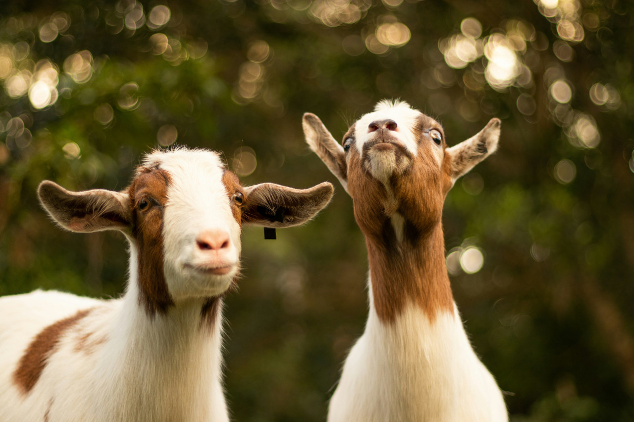 Cabras. Foto: Unsplash