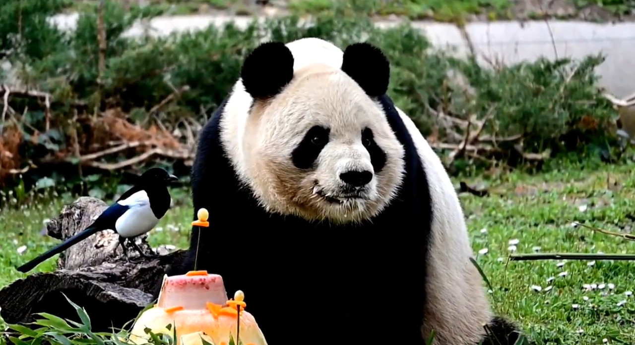 Pasteles de despedida para los osos panda que regresarán a China. Foto: captura Viory.
