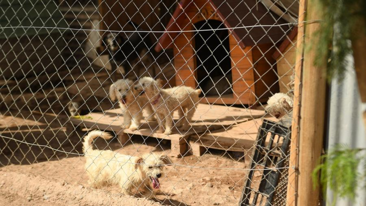 Un refugio busca concientizar sobre la adopción responsable. Foto: Télam/ Ramiro Gómez.