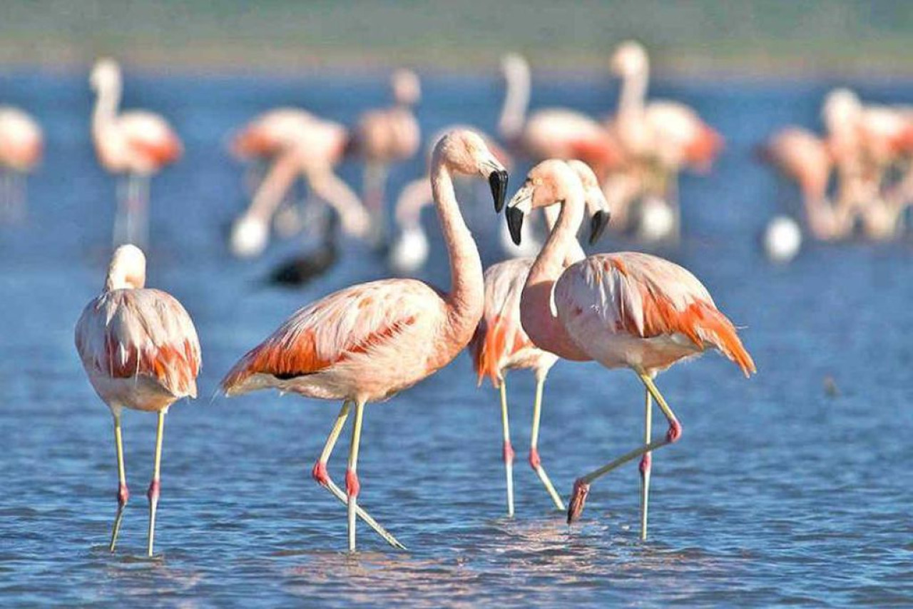 Flamencos, laguna Mar Chiquita, Córdoba. Foto X.