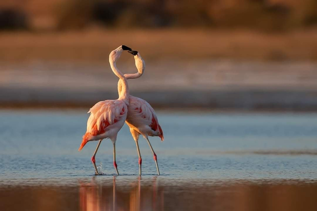 Flamencos, laguna Mar Chiquita, Córdoba. Foto X.