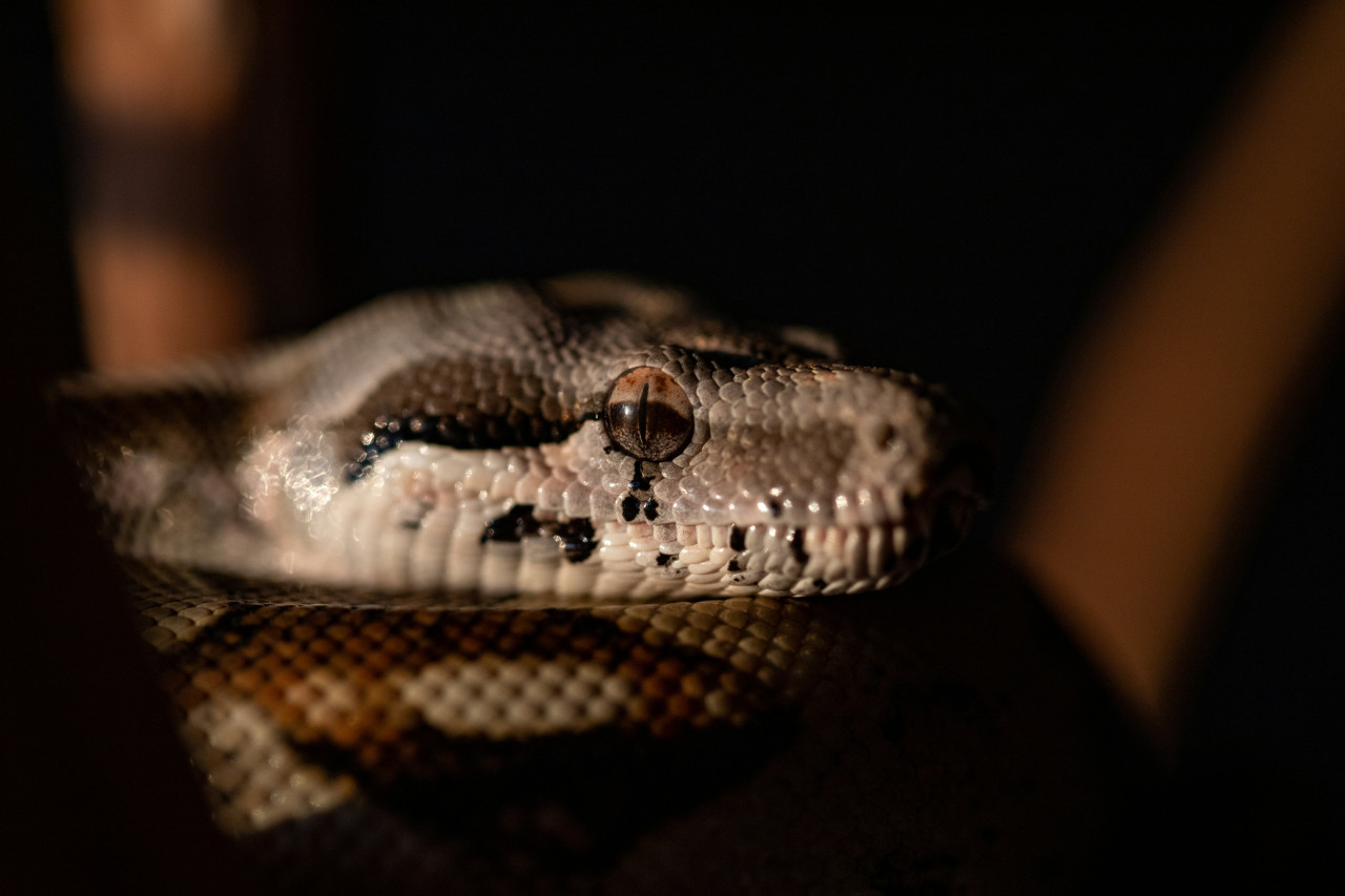 Anaconda. Foto: Unsplash