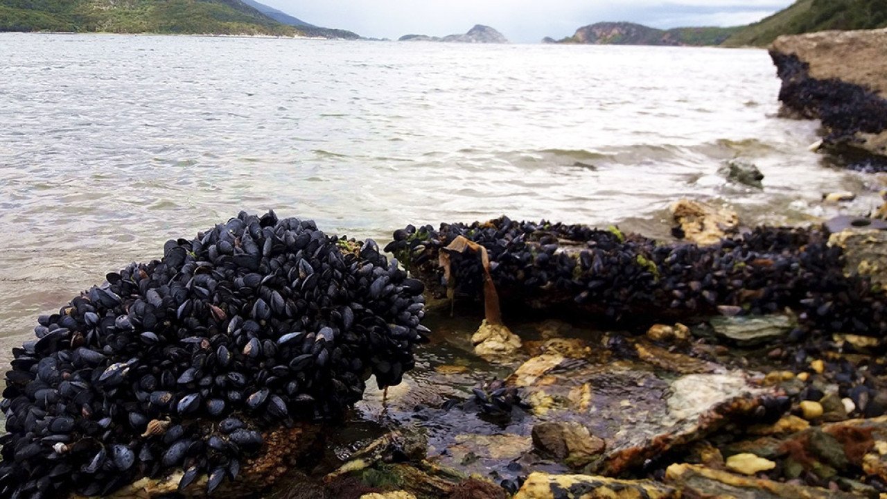 Estrecho de Magallanes. Foto: Télam