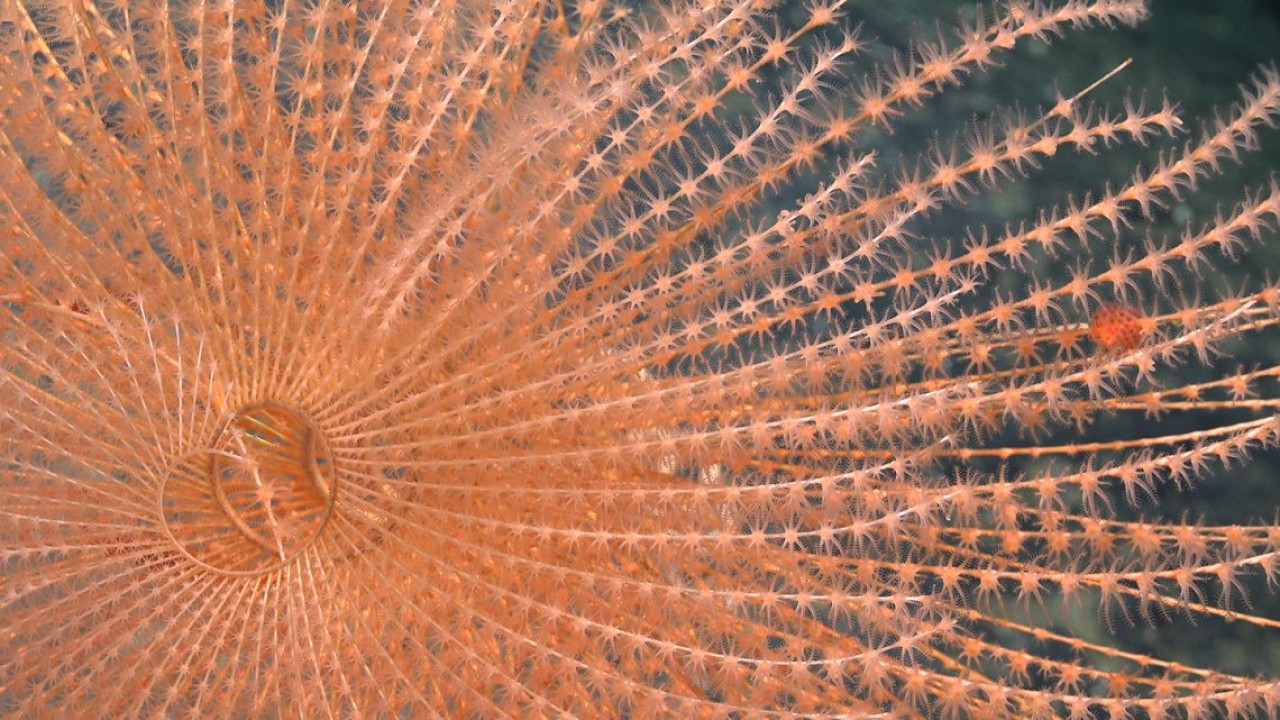 Coral. Foto: Instituto Oceánico Schmidt.