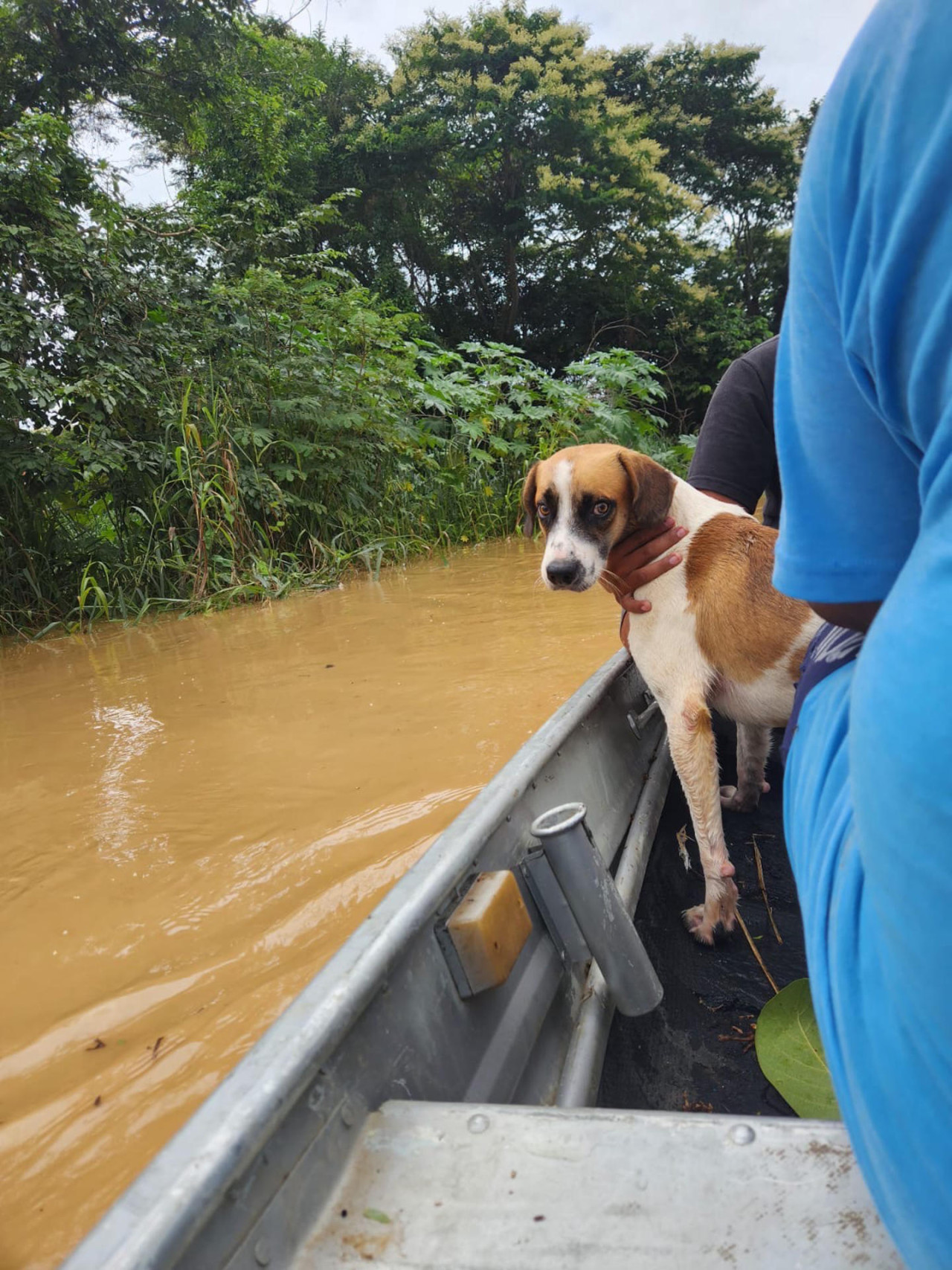 Rescataron animales de las inundaciones en Bolivia. Foto: EFE.
