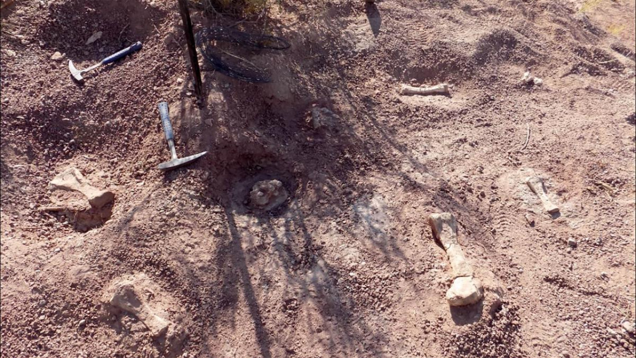 Descubren una "guardería" de dinosaurios en Neuquén. Foto: X/ @CIUDADUNO