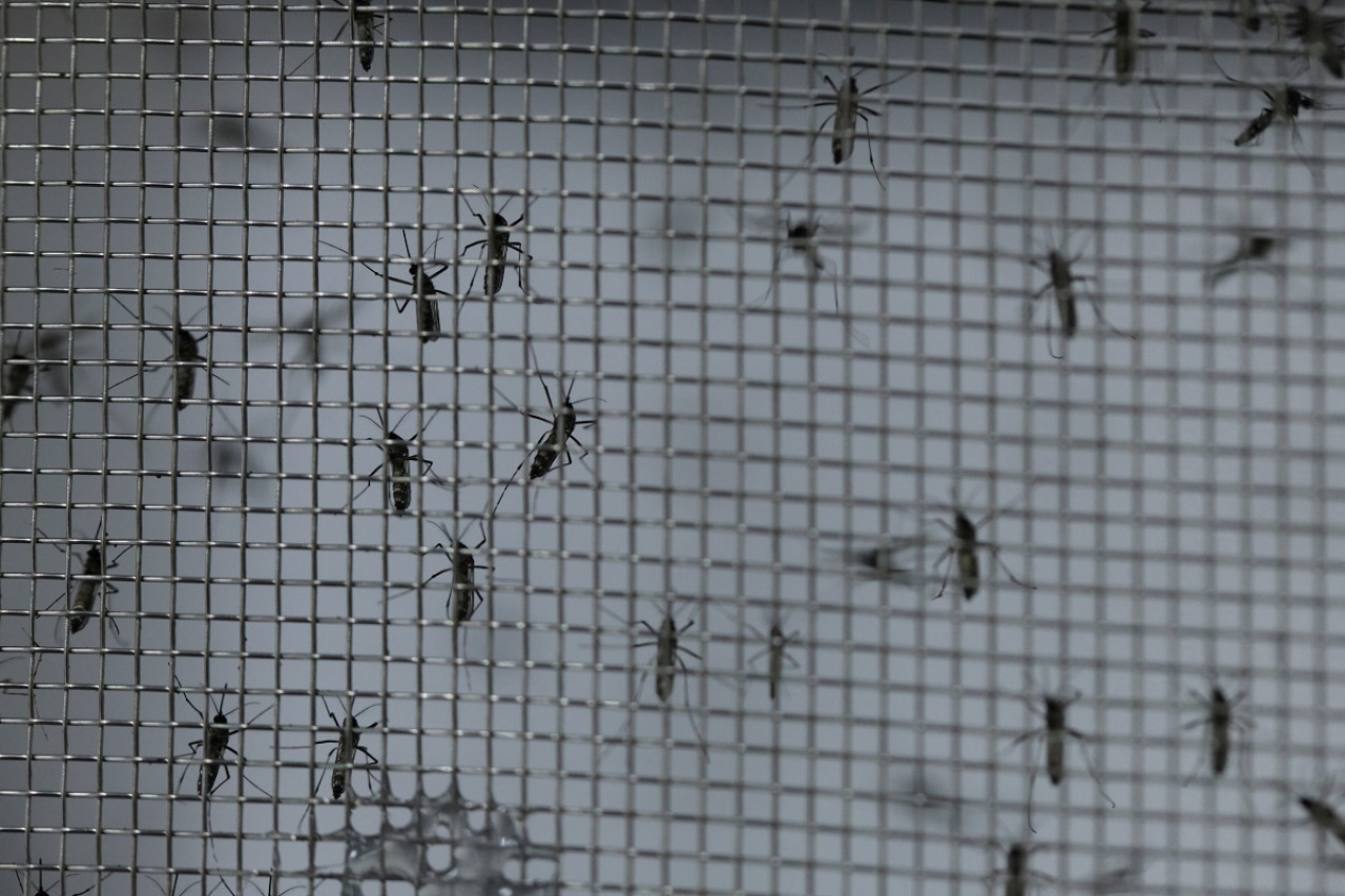 Dengue en Brasil. Foto: Reuters.