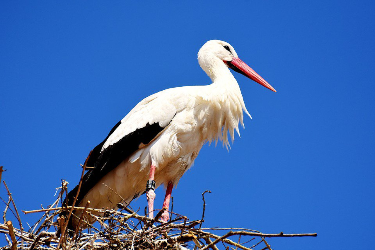 Cigüeña blanca. Foto X.