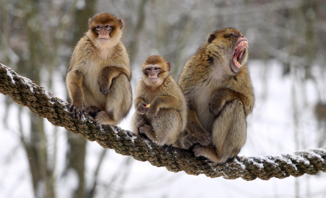 Primates, monos. Foto: NA.