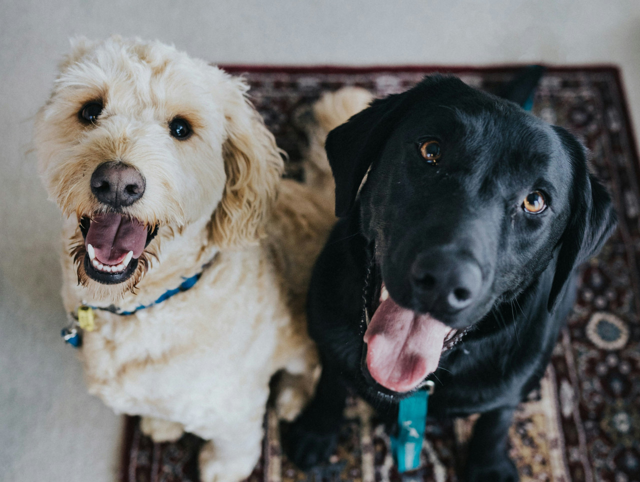 Perros. Foto: Unsplash