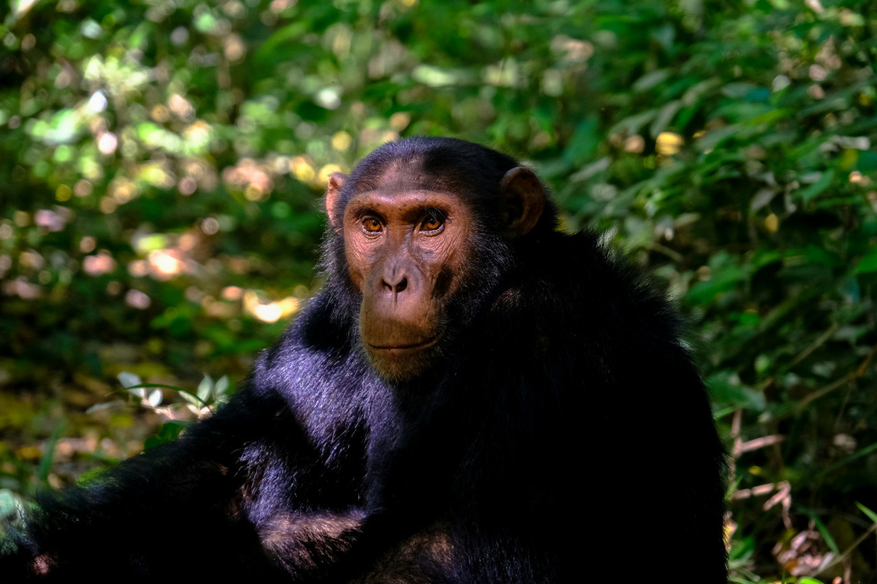 Chimpancé. Foto: Unsplash