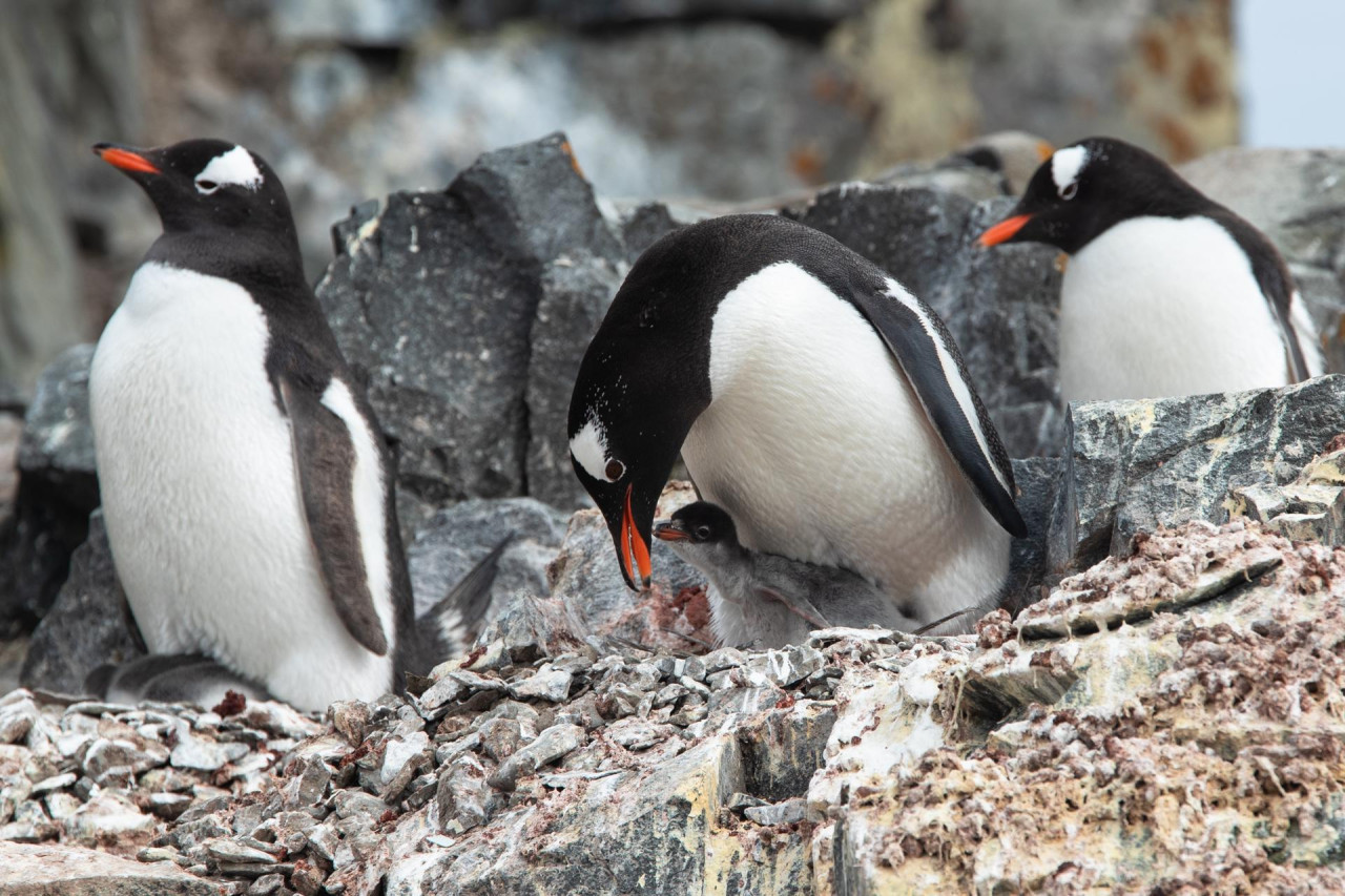 Pingüinos, Antártida. Foto: EFE.