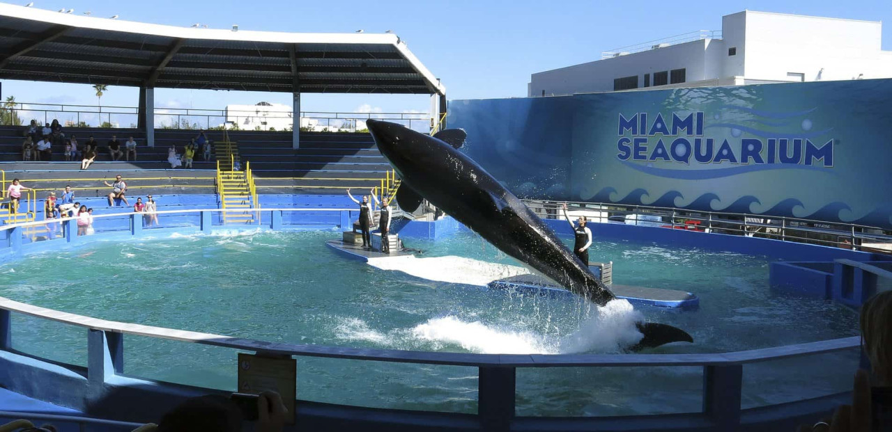 Miami Seaquarium. Foto: Reuters