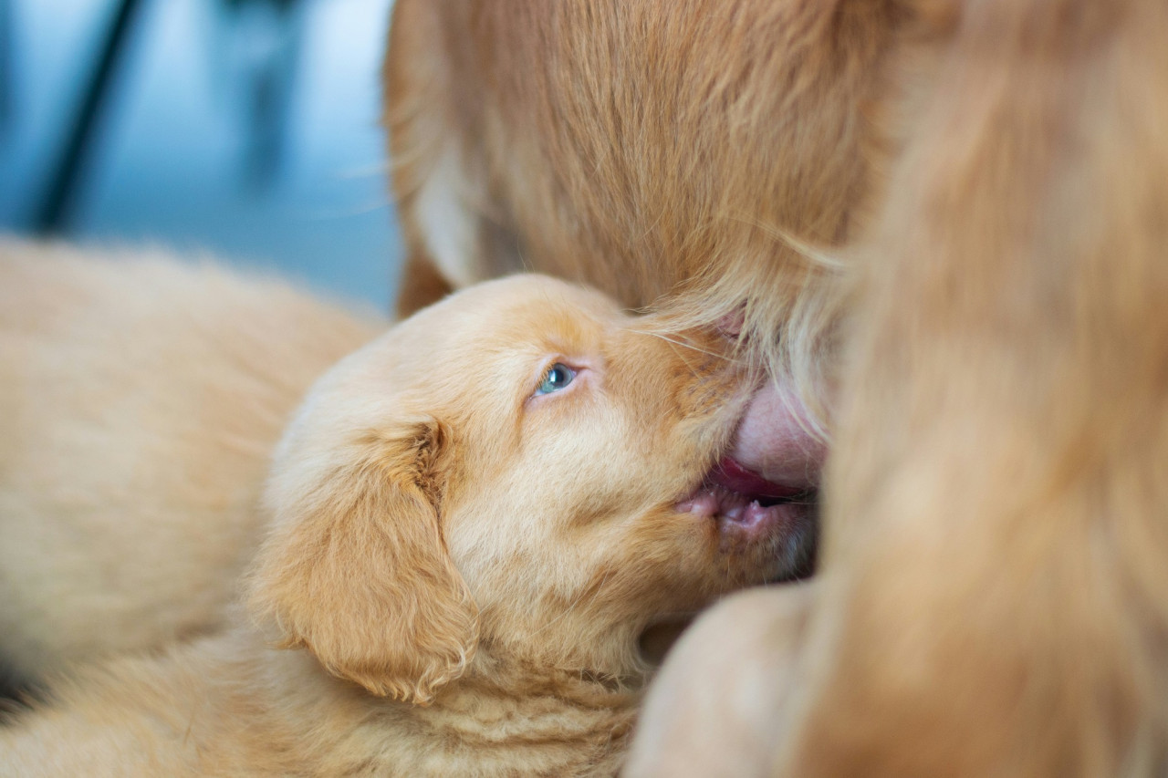 Mamíferos, leche. Foto Unsplash.