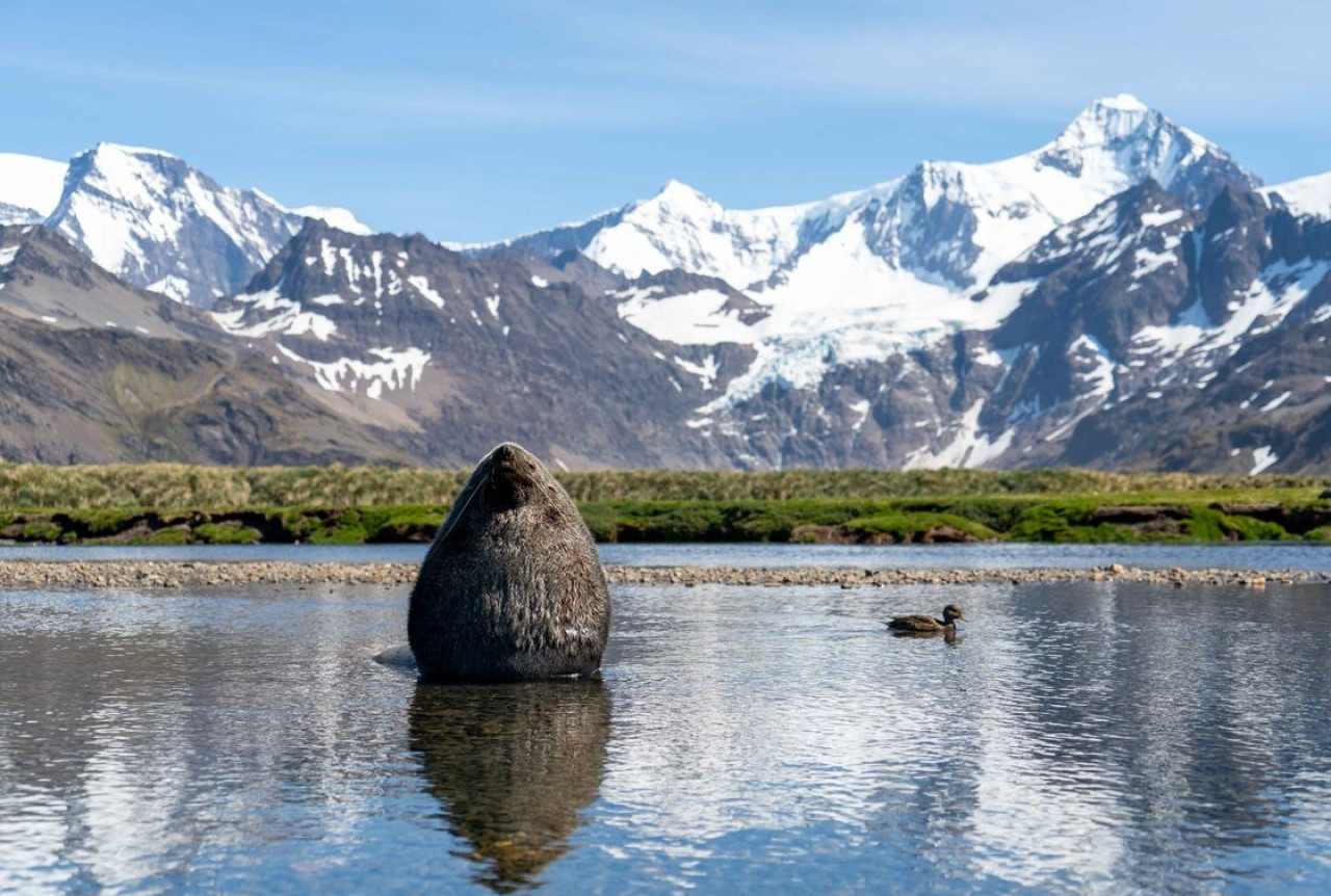 Falkland Islands.  Photo: Government of South Georgia and the South Sandwich Islands