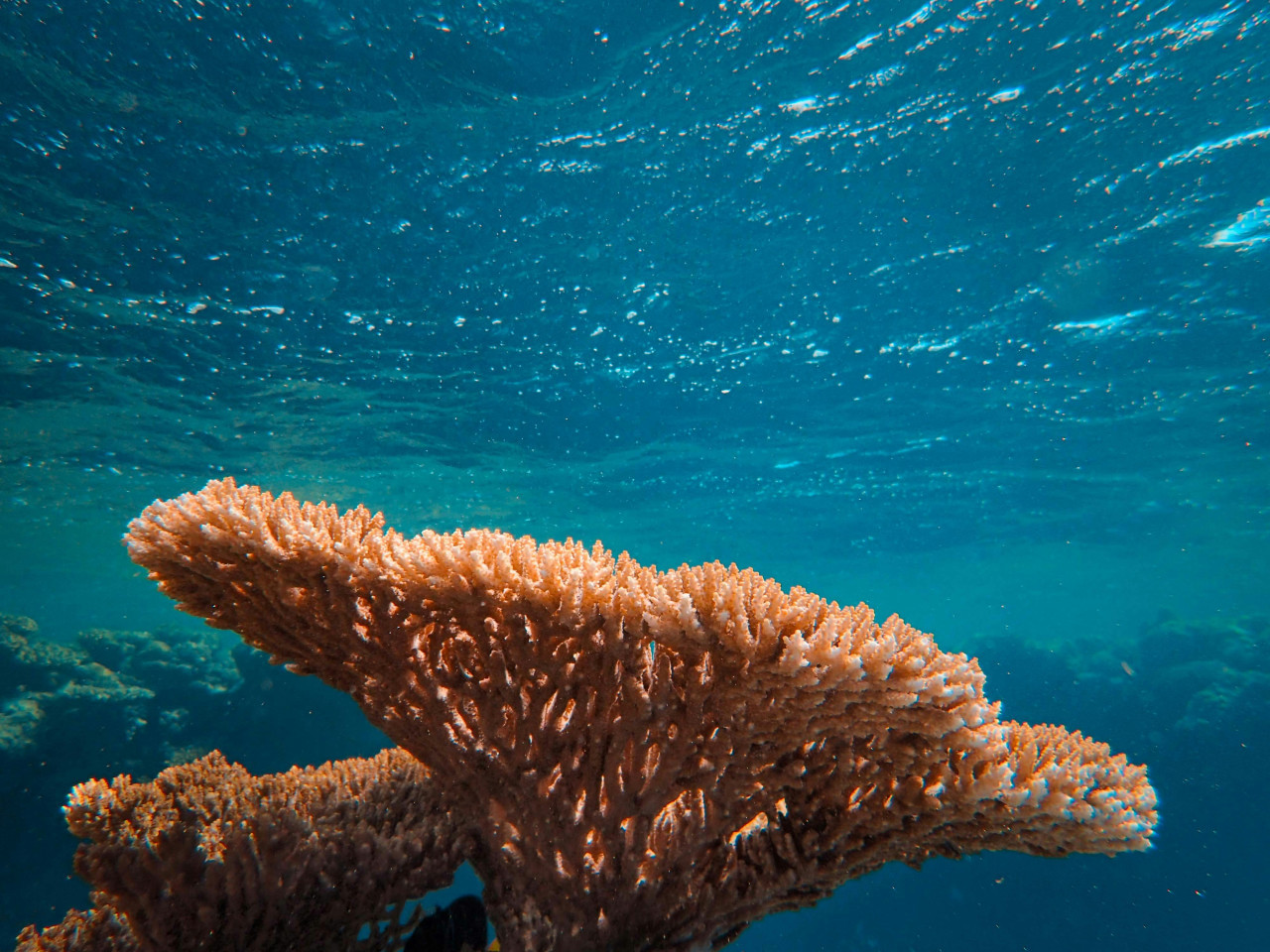 Corales. Foto: Unsplash