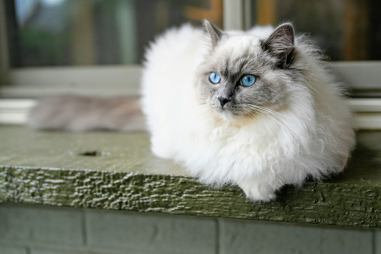 Gato Ragdoll