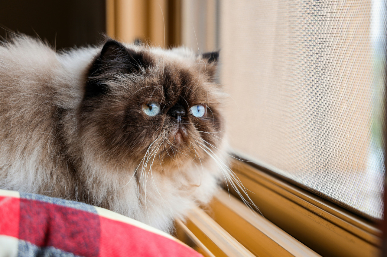 Gato del Himalaya. Foto: Unsplash