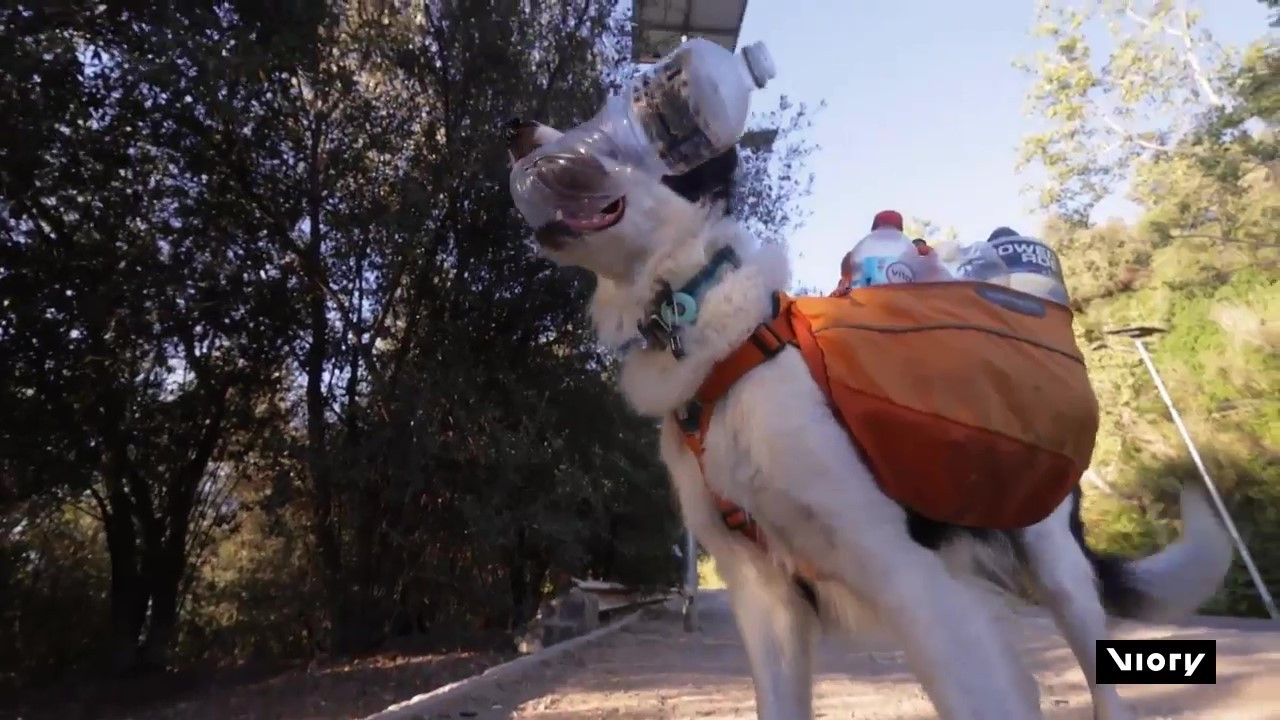 Sam, el perro que recicla en Chile. Foto: Captura de pantalla/Viory.