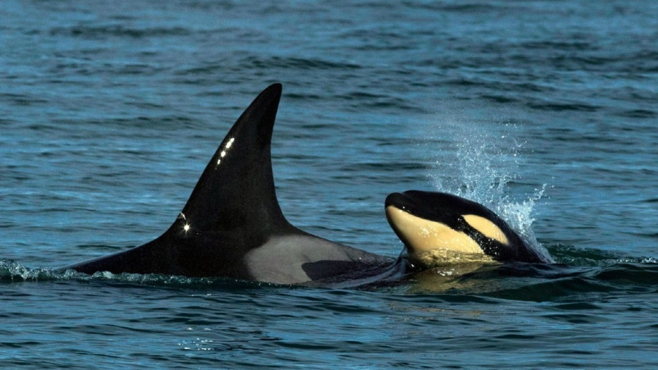Temporada de orcas en la Península de Valdés . Foto: X/ @RED92cadadiamas