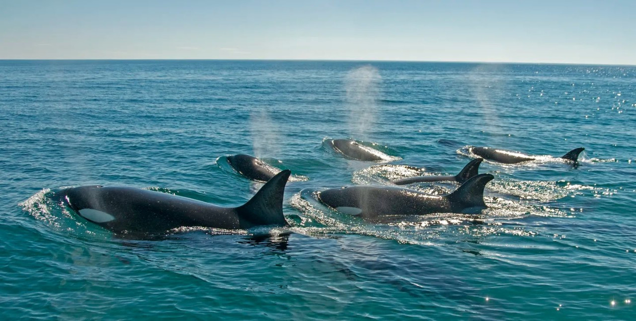 Temporada de orcas en la Península de Valdés . Foto: X/ @eelturcodana