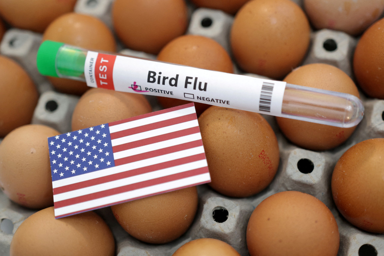 Quieren lanzar vacuna para la Gripe Aviar. Foto: Reuters.