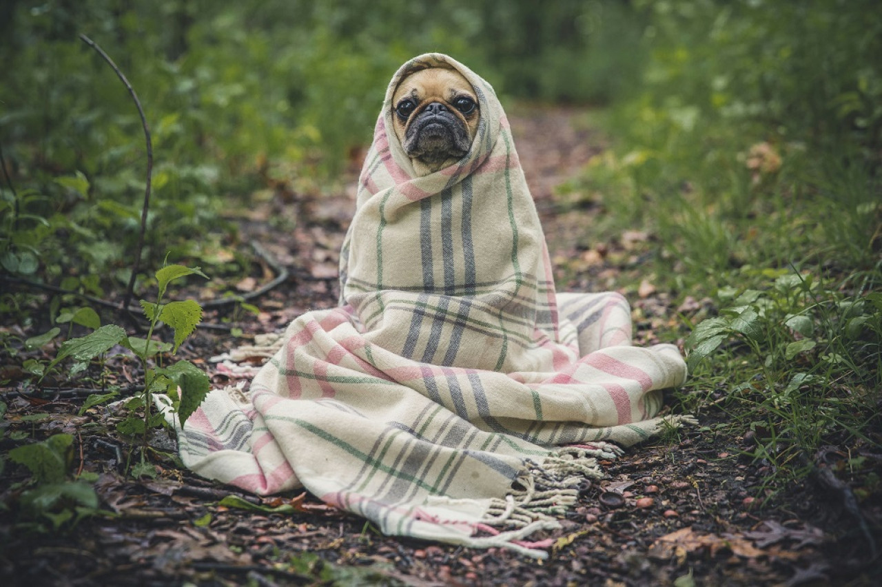 Perros, mascotas. Foto: Unsplash.