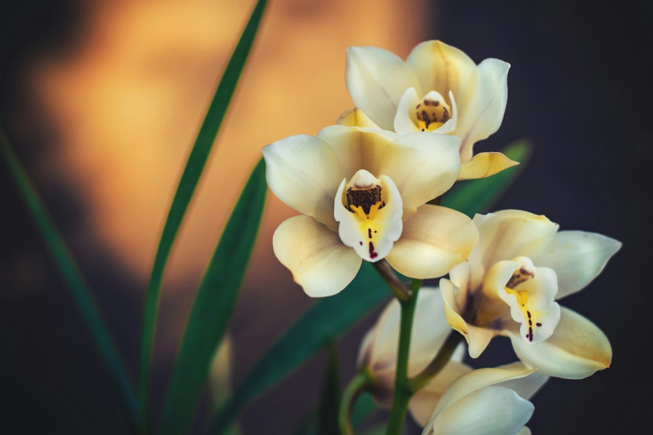 Orquídeas, plantas. Foto: Unsplash.