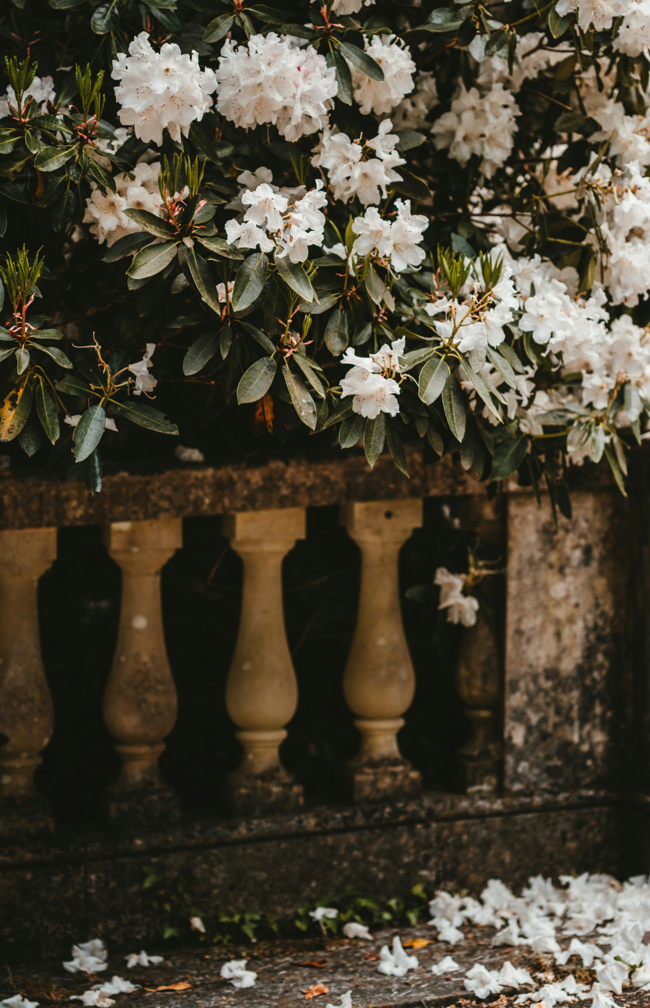 Laurel de flor. Foto: Unsplash.