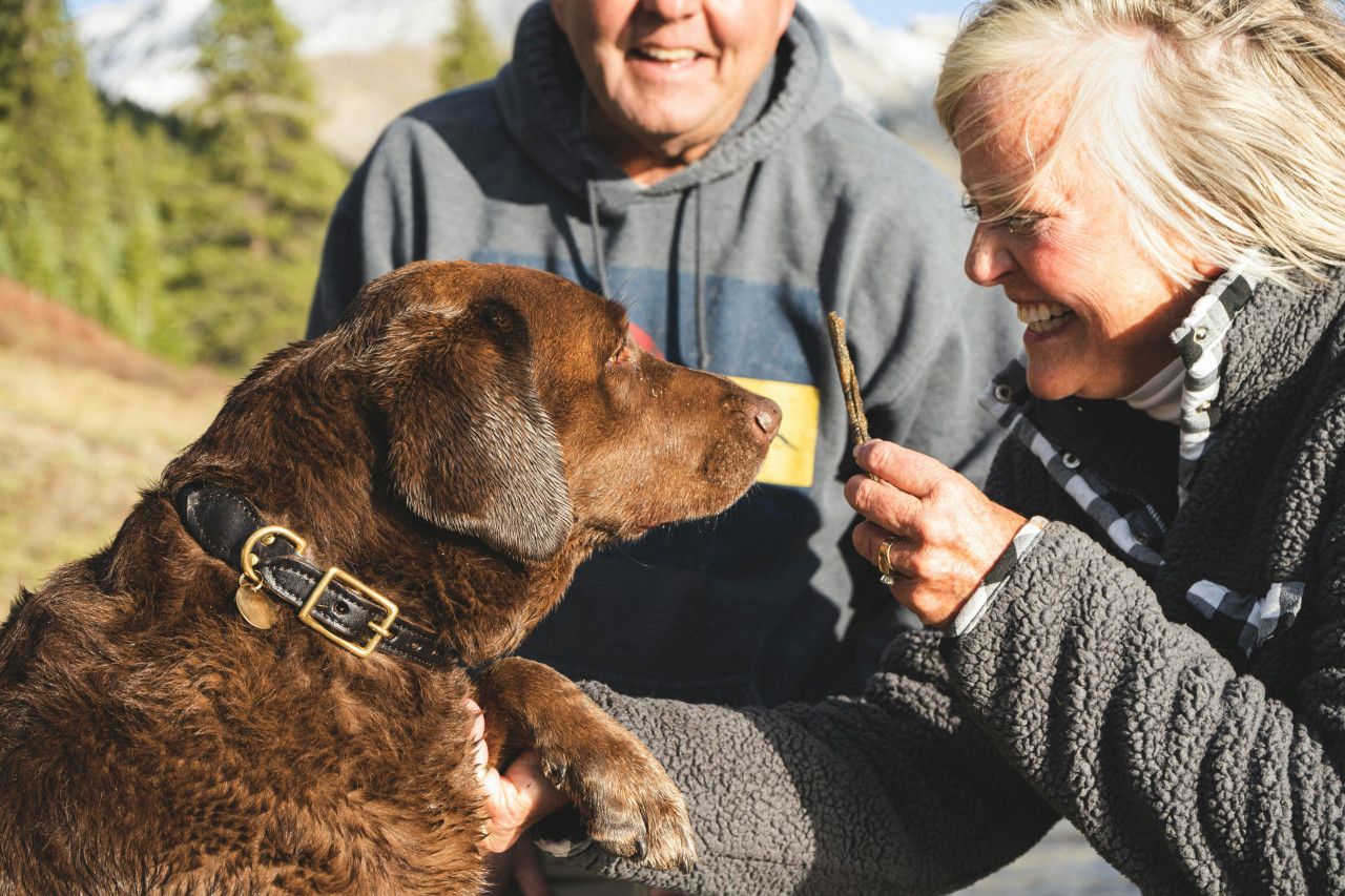 Perros, mascotas, dueños. Foto: Unsplash