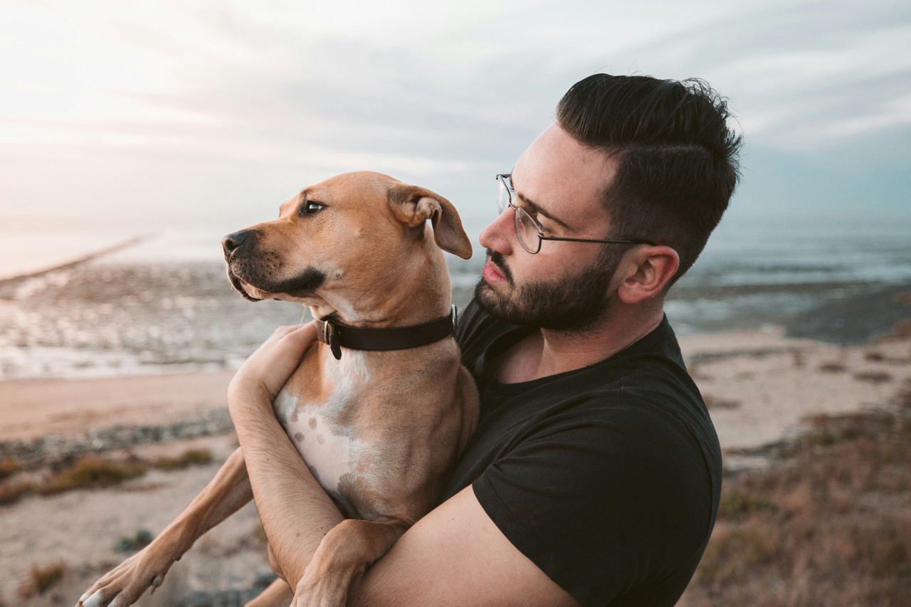 Perros, mascotas, dueños. Foto: Unsplash