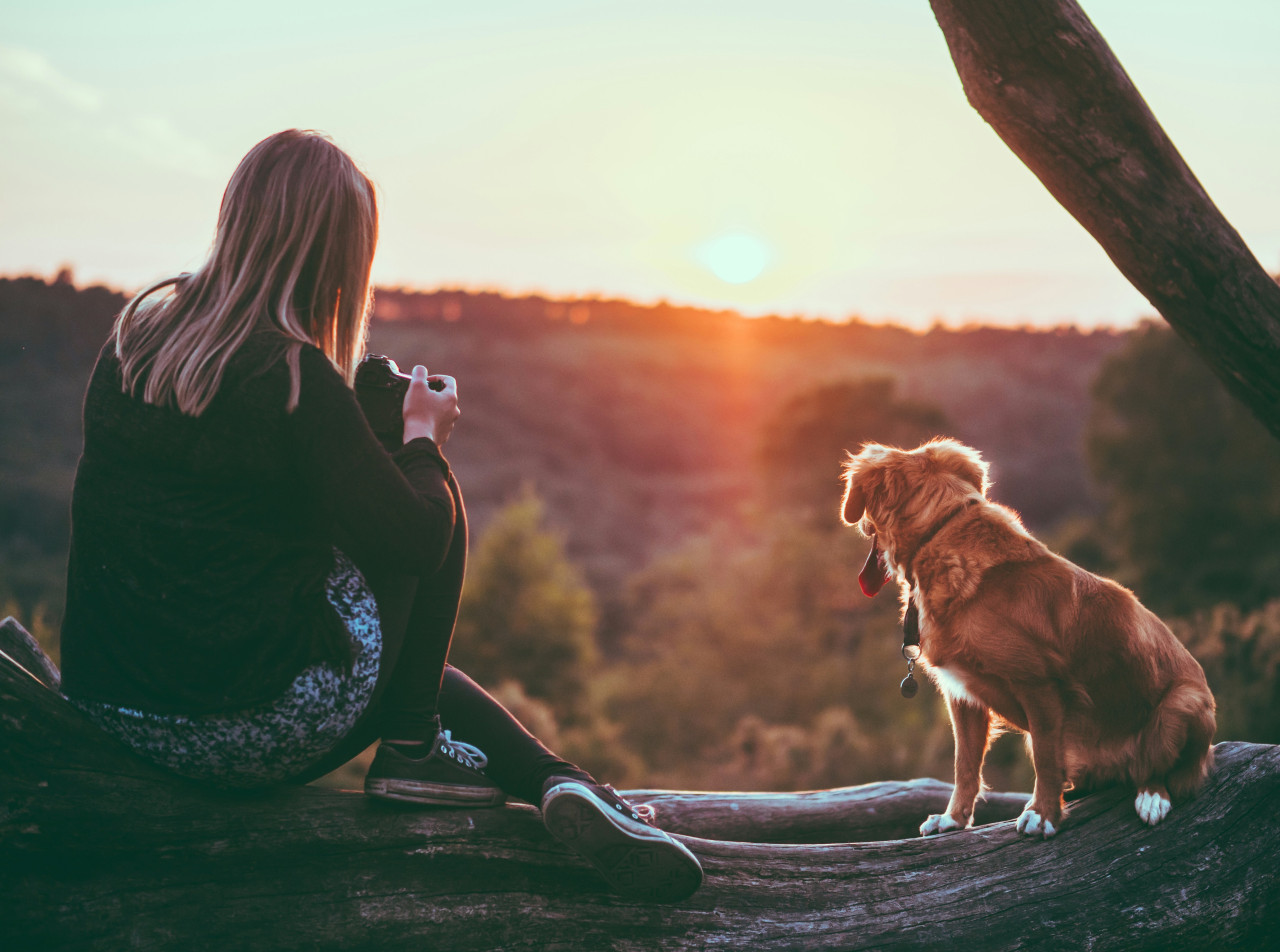 Perros, mascotas, dueños. Foto: Unsplash