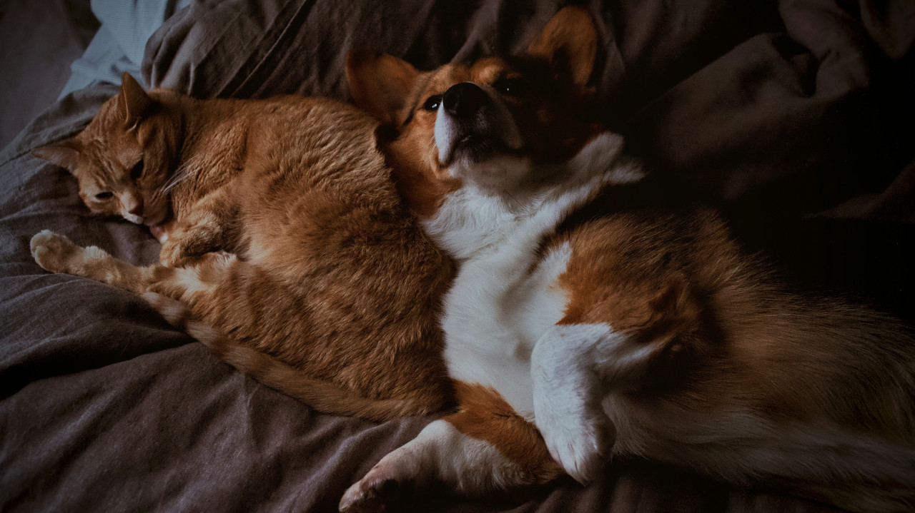 Perros y gatos. Foto: Unsplash