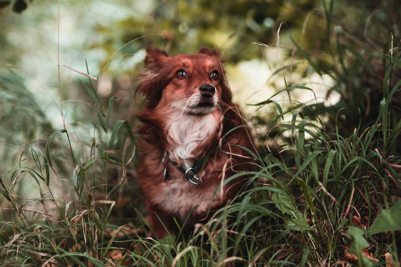 Perros y plantas. Foto: Unsplash.