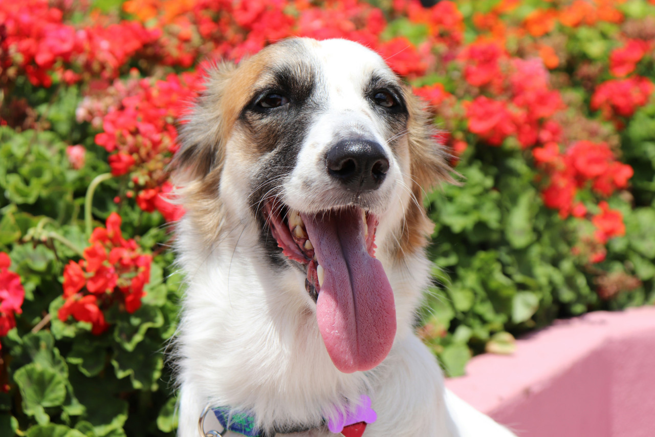 Las plantas que se deben evitar si se tienen perros o gatos. Foto: Unsplash.