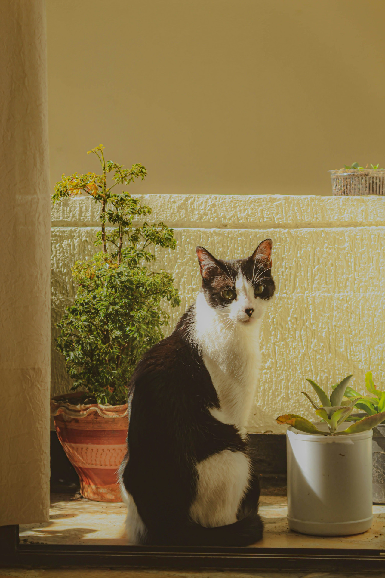 Gatos y plantas. Foto: Unsplash.