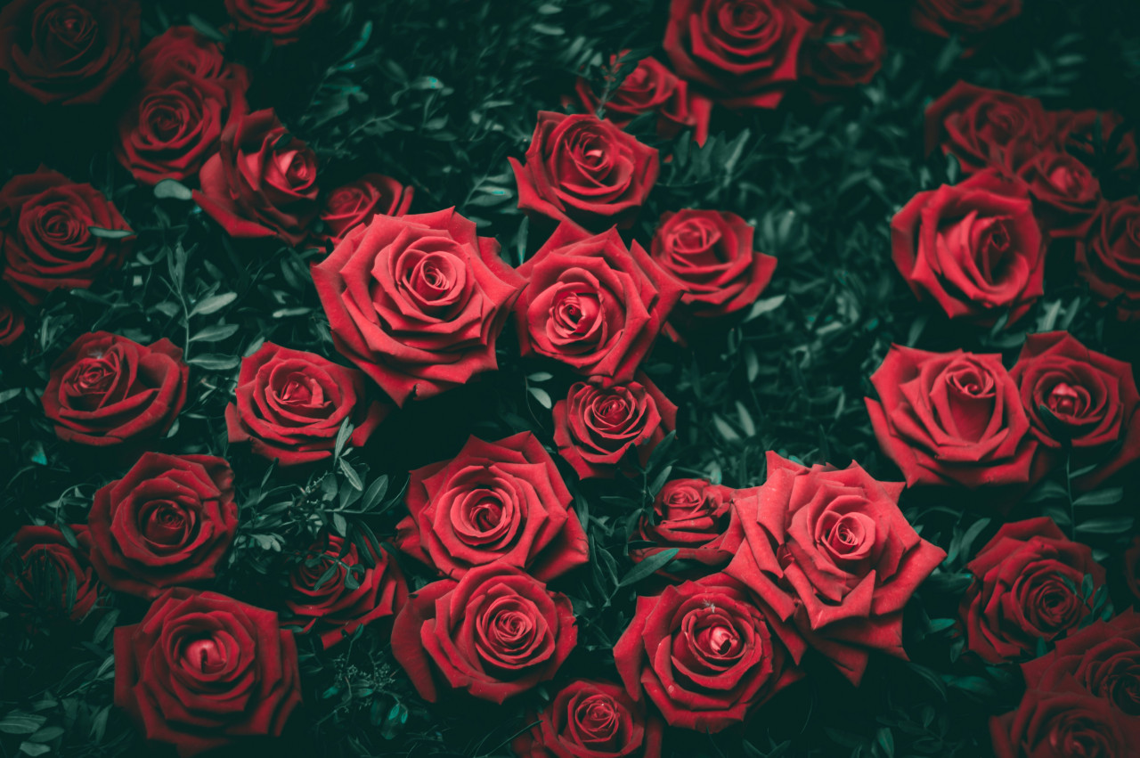 Rosas. Foto: Unsplash
